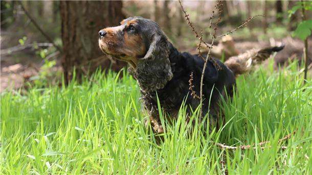 So wollen Wilstedter Waldumbau und Hundespaß miteinander verbinden Ein Hund steht im hohen Gras.