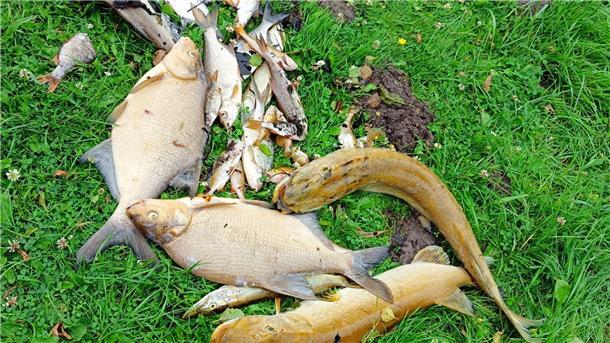 Zahlreiche Fische sind im Mühlenteich verendet.
