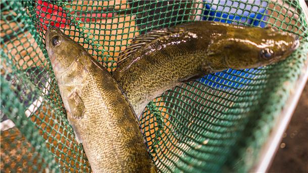 Zander (Foto), Buntbarsche oder Wels: Es gibt genügend Fischarten, die sich für Aquakulturanlagen eignen oder auch Aquaponik, bei der die Fischaufzucht mit Gemüseanbau kombiniert wird.