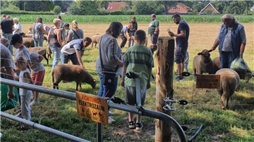 Viele Menschen stehen auf einer Wiese mit Schafen.