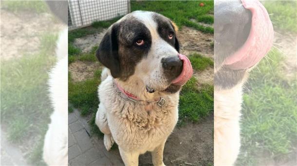 Ausgesetzter Herdenschutzhund „Zeus“ ist bereit für einen Neuanfang Zeus, der große und freundliche Herdenschutzhund, sucht ein liebevolles Zuhause.