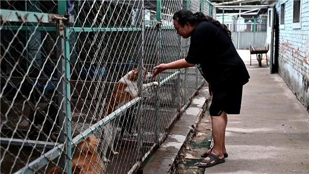 Haustier-Boom in China: Wie Retter mit den Folgen kämpfen Zhao Xinqi betreibt einen Hof mit 500 Hunden - viele davon wurden gerettet.