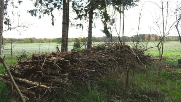 Warum ein Breddorfer für diese Äste Strafe zahlen soll Zoff um Totholz: Weil ein Breddorfer in seinem Waldstück abgestorbene Äste aufgeschichtet hat, hat er nun Ärger mit der Unteren Naturschutzbehörde des Landkreises.