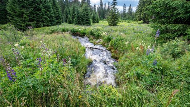 Zu den strengen Naturschutzgebieten gehört in Deutschland unter anderem der Nationalpark Bayerischer Wald.