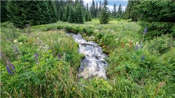 Zu den strengen Naturschutzgebieten gehört in Deutschland unter anderem der Nationalpark Bayerischer Wald.