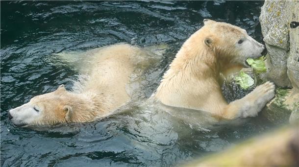 Zu jeder Jahreszeit einen Besuch wert: Der "Zoo am Meer" mit seinen drei Stars - die Eisbär-Dame "Valeska" und ihre Bärenkinder "Elsa" und "Anna".
