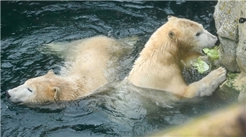 Zu jeder Jahreszeit einen Besuch wert: Der "Zoo am Meer" mit seinen drei Stars - die Eisbär-Dame "Valeska" und ihre Bärenkinder "Elsa" und "Anna".