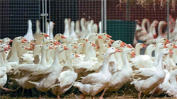Zuchtgänse laufen durch einen Stall. An Weihnachten wird nach Befürchtung von Geflügelzüchtern wegen der kursierenden Vogelgrippe so mancher auf die traditionelle Weihnachtsgans verzichten müssen.