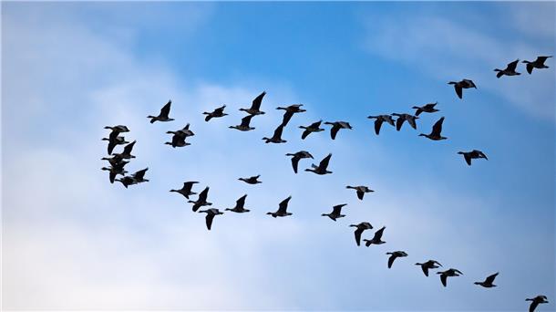 Zugvögel fliegen über das Wattenmeer der Nordseebucht Jadebusen.