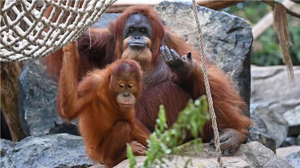 Wohl ältester Orang-Utan der Welt - Ziehsohn hält Bella fit Zuletzt hat vor allem ihr Ziehsohn Berani sie fit gehalten, wie die Tierpfleger wissen.