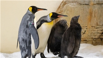 Zum ersten Mal seit Beginn der Königspinguin-Haltung 1976 gibt es im Tiergarten Schönbrunn gleich zwei Küken.