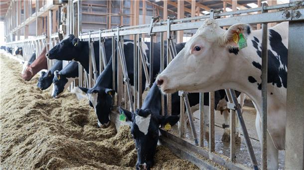 Kleinwindkraftanlage: Wremer Landwirt fühlt sich ausgebremst Zum Familienbetrieb der Nagelfelds gehören mehr als 1000 Milchkühe. Um die Melk- und Kühlanlagen energieautark betreiben zu können, will Günter Nagelfeld zwei Kleinwindkraftanlagen errichten.