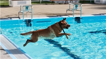 Zum Saisonende dürfen in Wasserleben ausnahmsweise Hunde ins Freibadbecken.