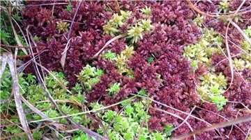 Zusammenspiel verschiedener seltener Bult-Torfmoose in kräftiger Herbstfärbung.