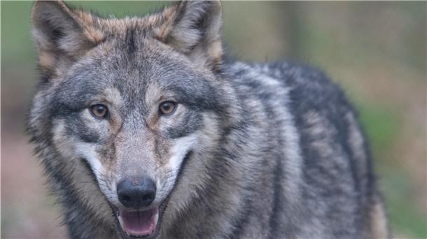 Zwei Attacken auf Schafherden in der Wesermarsch in zwei Tagen. Einiges deutet darauf hin, dass es ein Wolf war.