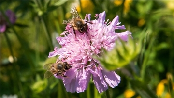  Zwei Bienen sitzen auf einer Wildblume. 