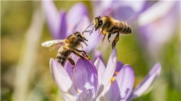 Zwei Bienen versuchen auf einer Wiese einen Platz in einer Krokusblüte zu finden. Das Artensterben ist eines der größten Probleme unserer Zeit.