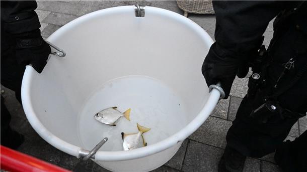 „Regelrechter Tsunami“ - Riesenaquarium in Berlin geplatzt Zwei Fische werden aus dem Sea Life getragen.