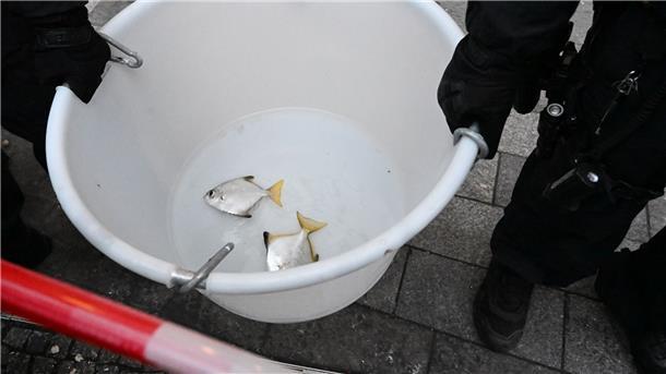 Geplatztes Aquarium: Etwa 630 Fische gerettet Zwei Fische werden in einem mit Wasser gefüllten Becken aus dem Hotel getragen.