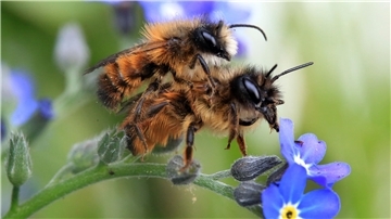 Zwei Gehörnte Mauerbienen (Osmia cornuta) paaren sich auf einer Vergissmeinnicht-Pflanze. Das kleinere Männchen ist an der weißen Gesichtsbehaarung zu erkennen.