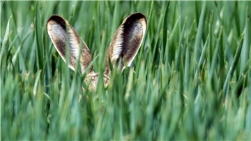 Zwei Hasenohoren ragen aus einer Wiese hervor.