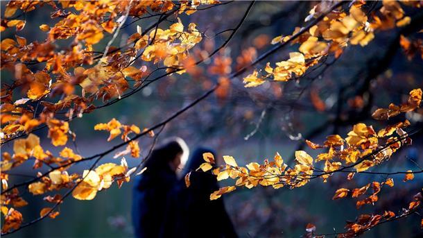 Ungewöhnlich milder Jahreswechsel: Vorläufiger Rekord Zwei Menschen gehen zwischen herbstlichen Bäumen hindurch.