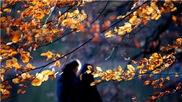 Zwei Menschen gehen zwischen herbstlichen Bäumen hindurch.