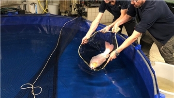 Zwei Mitarbeiter des Berliner Zoos lassen einen Koi in ein Becken, der nach dem Platzen des Aquariums gerettet werden konnte.