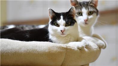 Das Foto zeigt zwei auf dem Sofa liegende Katzen. 