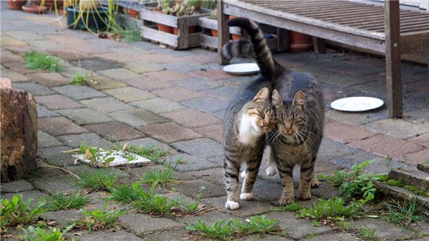 Fremde Katzen im Garten: Man muss nicht alles hinnehmen Zwei streunende Kater schmiegen sich aneinander. Fremde Katzen auf privaten Grundstücken sorgen nicht selten für Konflikte zwischen Nachbarn.