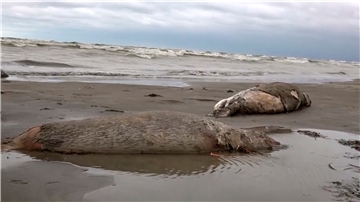 Zwei tote Robben liegen am Strand des Kaspischen Meers in Dagestan.