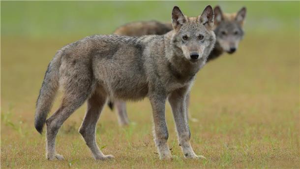 Zwei Wolfswelpen. Im Kreis Cuxhaven soll es 2024 ein Wolfsmonitoring geben.