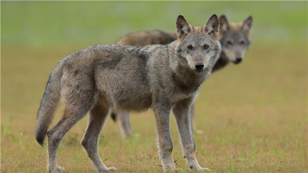 Abschussverbot für Wölfe: Behörde zieht Beschwerde zurück Zwei Wolfswelpen stehen auf einem Feld.