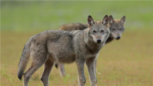 Zwei Rinder getötet: Wieder mutmaßlicher Wolfsangriff Zwei Wolfswelpen stehen auf einem Feld.