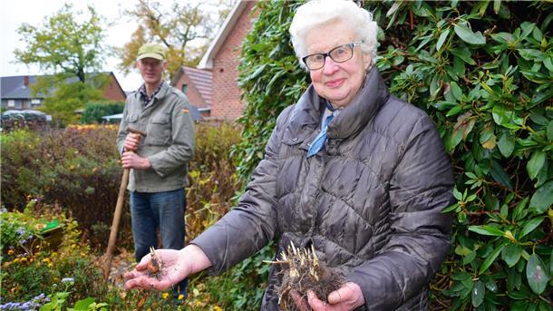Narzissen-Band ist bisher 200 Meter lang Zwiebel für Zwiebel versenkt Martha Kück in der dunklen braunen Erde, Dieter Kück unterstützt seine Mutter tatkräftig mit dem Spaten. Zahllose Blüten werden die Mitbürger im kommenden Frühjahr an der Hauptstraße erfreuen.