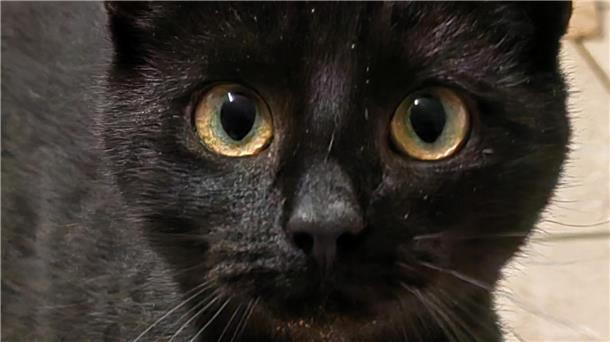 Zwölf acht Monate alte Katzen und Kater warten im Tierheim auf ein neues Zuhause. 
