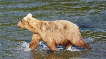 Zwölf Braunbären lieferten sich im Katmai-Nationalpark eine Woche lang ein Rennen um den kuriosen „Fat Bear“-Titel. Bärin Grazer (mit der Kennzahl 128) konnte überzeugen.